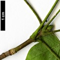 SpeciesSub: (A.campestre × A.cappadocicum)